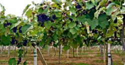 BIAPPA Site near International Airport Road